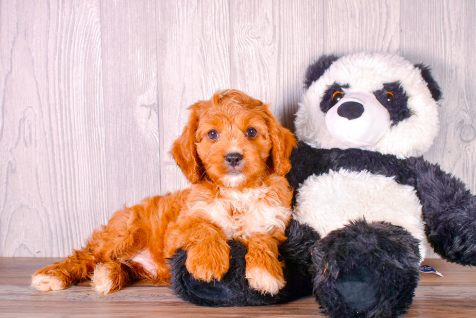 Cavapoo Pup Being Cute