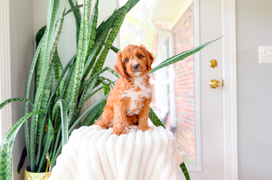 Cavapoo Pup Being Cute