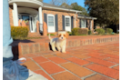 Cute Cavapoo Baby