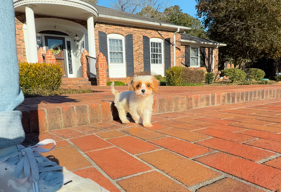 Cute Cavapoo Baby