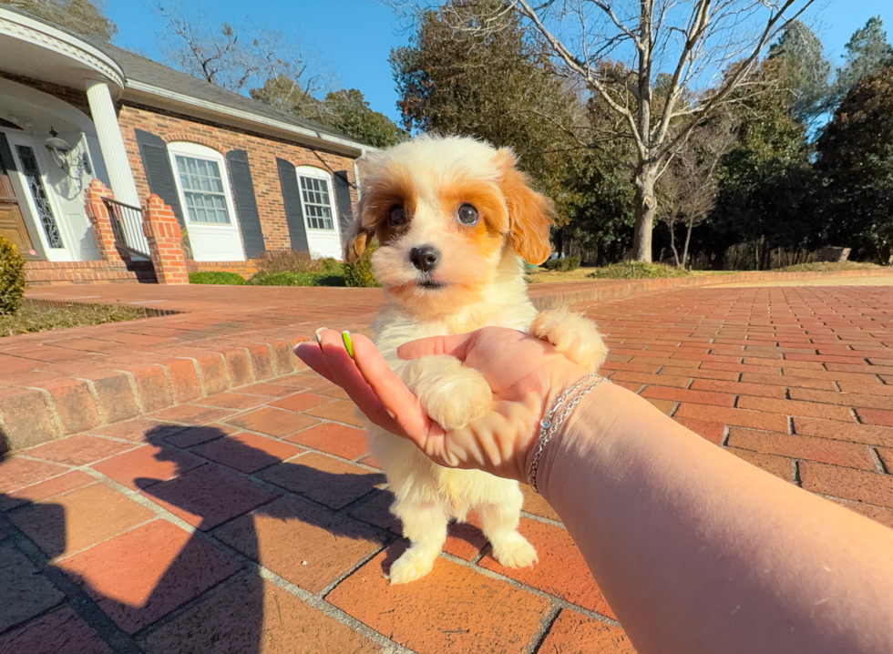 Cute Cavipoo Poodle Mix Puppy