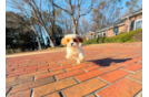 Cute Cavapoo Baby