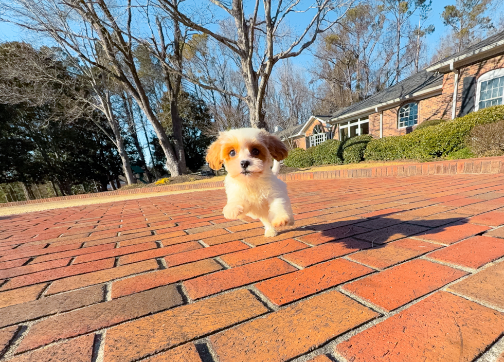 Cute Cavapoo Baby