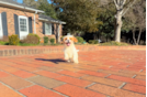 Cute Cavadoodle Poodle Mix Puppy