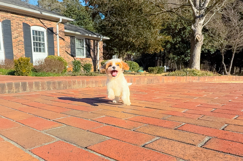 Cute Cavadoodle Poodle Mix Puppy