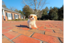 Cute Cavapoo Poodle Mix Pup