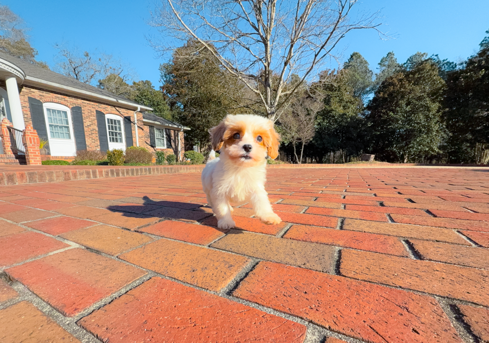 Cute Cavapoo Poodle Mix Pup