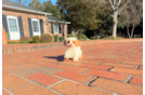 Cavapoo Puppy for Adoption