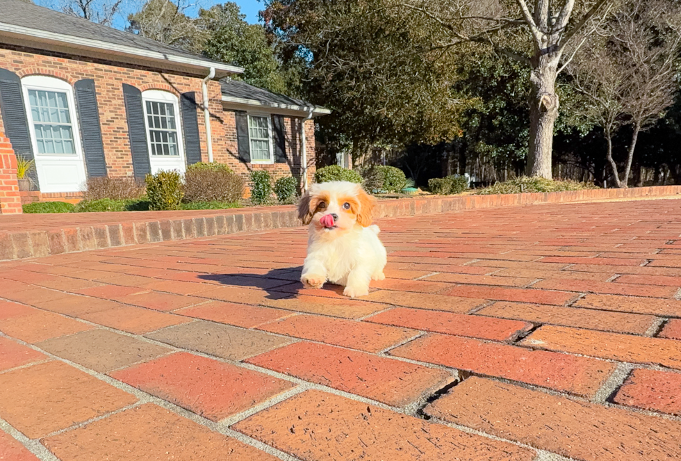 Cavapoo Puppy for Adoption