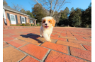 Cavapoo Puppy for Adoption