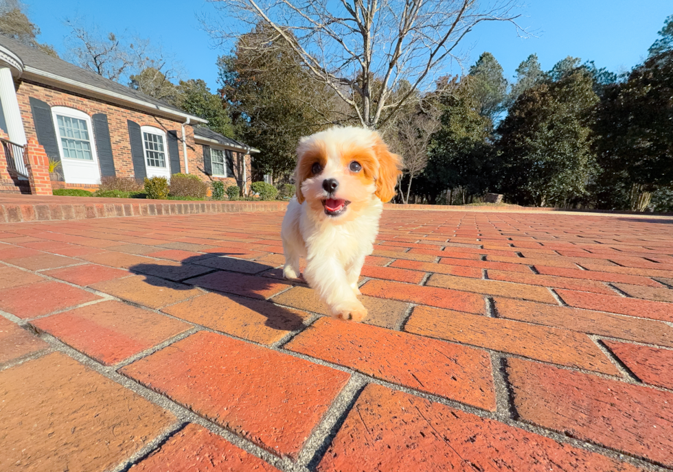 Cavapoo Puppy for Adoption