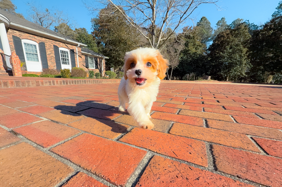 10 week old Cavapoo Puppy For Sale - Simply Southern Pups