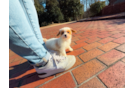 Cavapoo Pup Being Cute