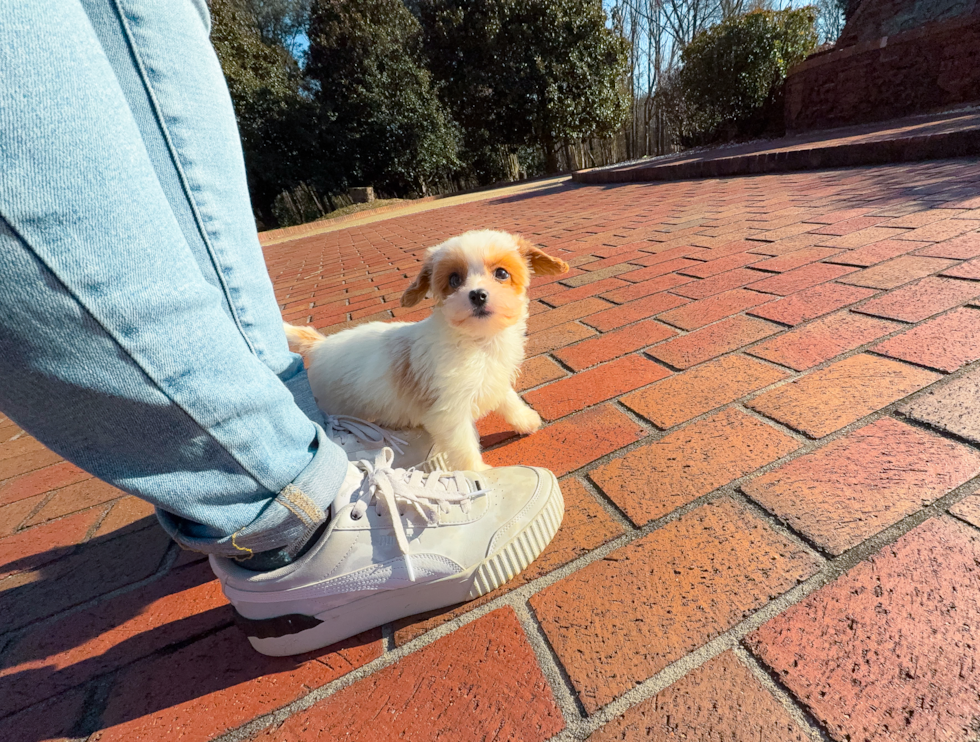 Cavapoo Pup Being Cute