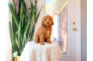 Cute Cavapoo Baby