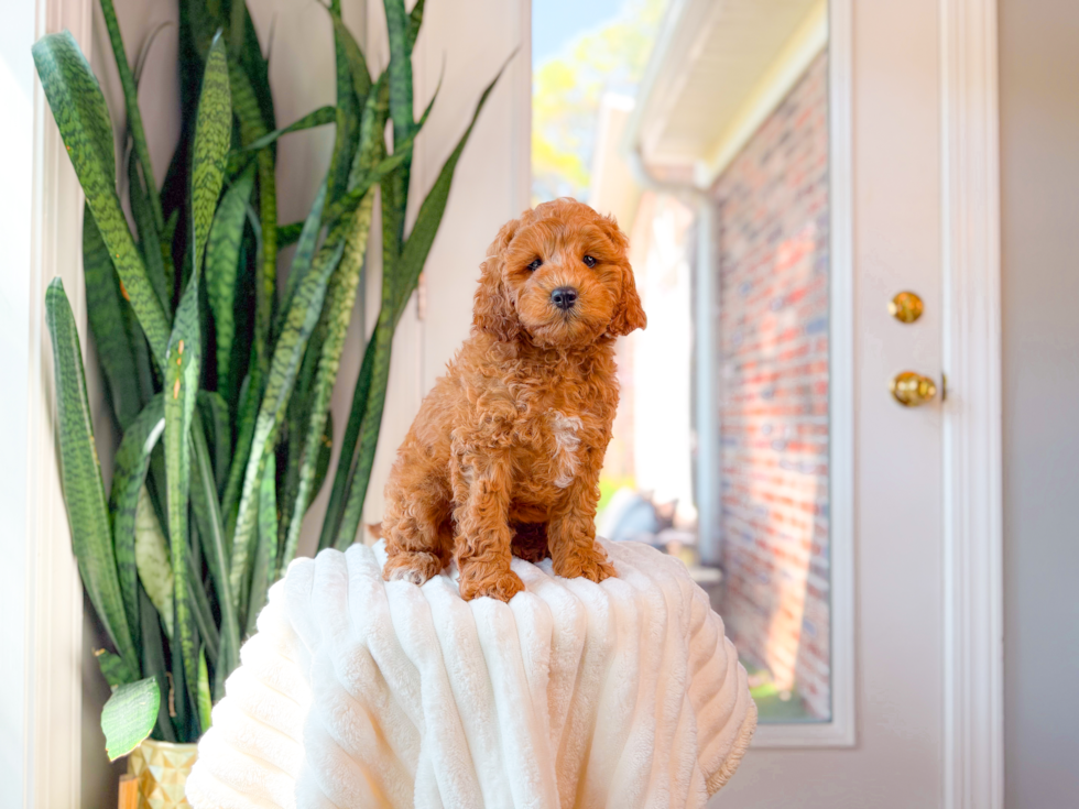 Cute Cavapoo Baby