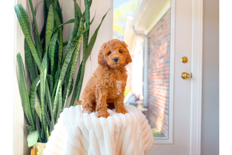 Cute Cavapoo Poodle Mix Pup