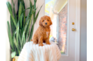 Cute Cavapoo Poodle Mix Pup