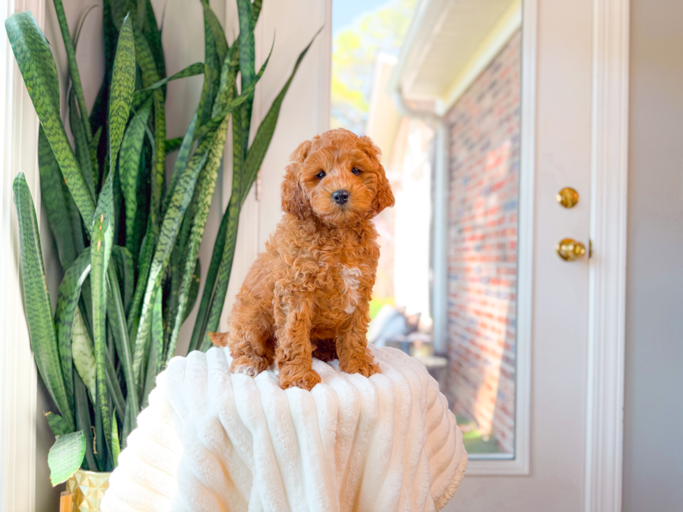 Cute Cavapoo Poodle Mix Pup