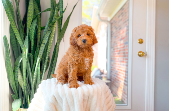 Cute Cavapoo Poodle Mix Pup