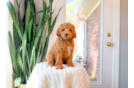 Cavapoo Pup Being Cute