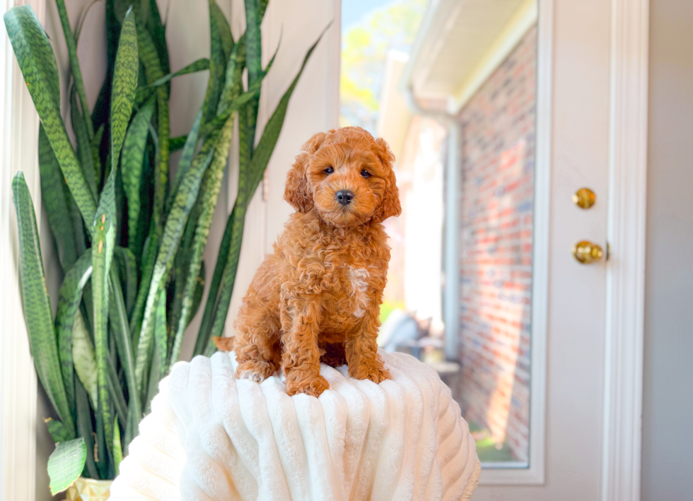 Cavapoo Pup Being Cute