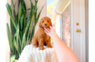 Cute Cavapoo Poodle Mix Pup