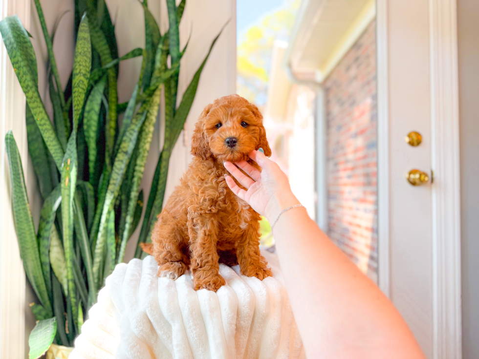 Cute Cavapoo Poodle Mix Pup