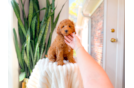 Cute Cavapoo Baby