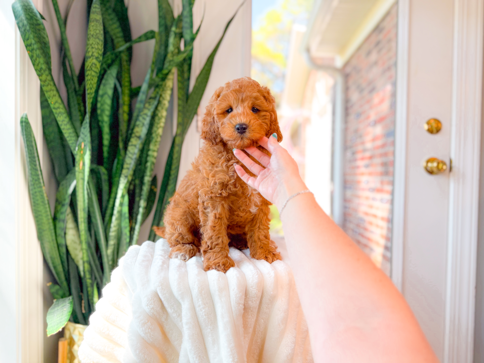 Cute Cavapoo Baby