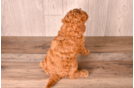 Cavapoo Puppy for Adoption