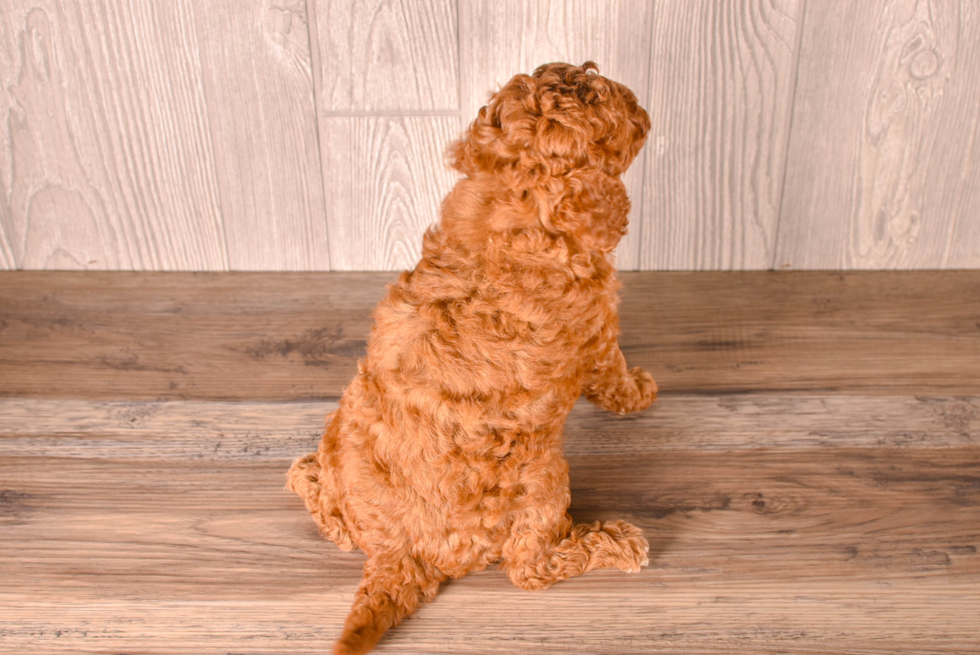 Cavapoo Puppy for Adoption