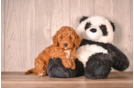 Cavapoo Pup Being Cute
