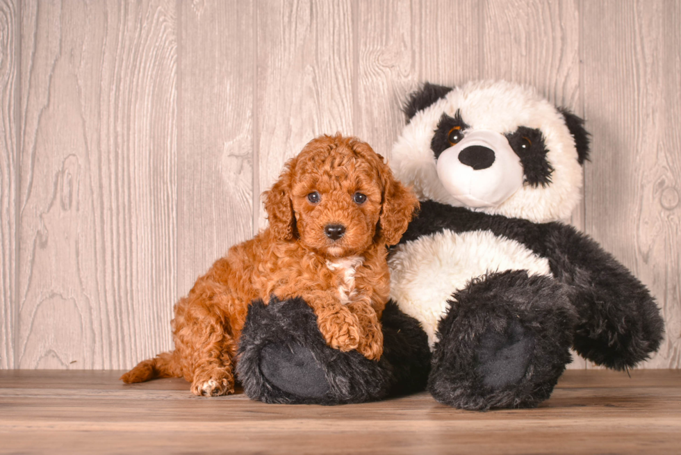 Cavapoo Pup Being Cute