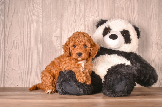Cavapoo Pup Being Cute