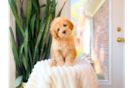 Cavapoo Pup Being Cute