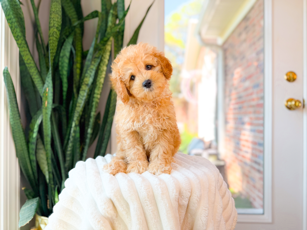 Cavapoo Pup Being Cute
