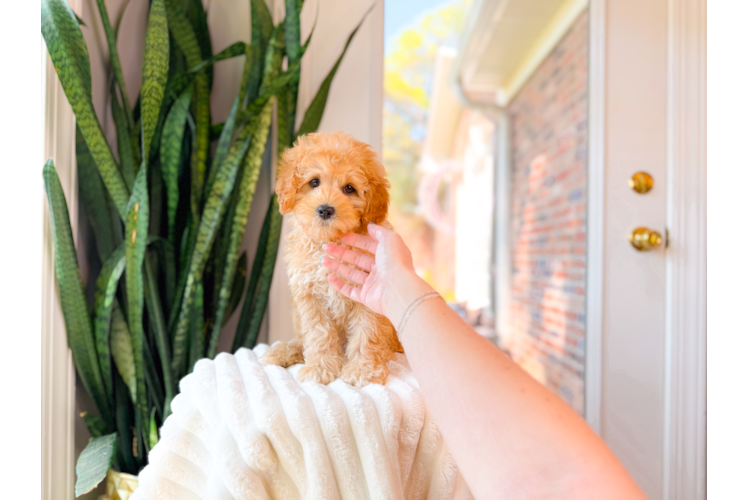 Cute Cavapoo Poodle Mix Pup