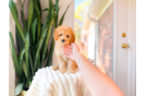 Cute Cavapoo Poodle Mix Pup