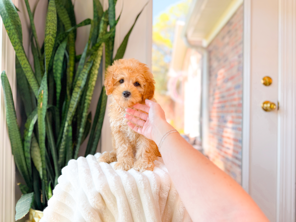 Cute Cavapoo Poodle Mix Pup