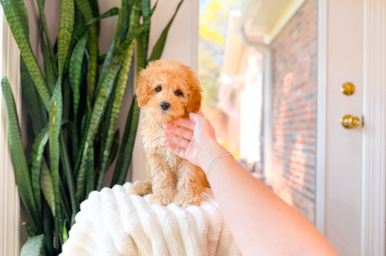 Cute Cavapoo Poodle Mix Pup