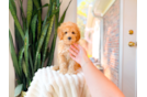 Cute Cavapoo Poodle Mix Pup