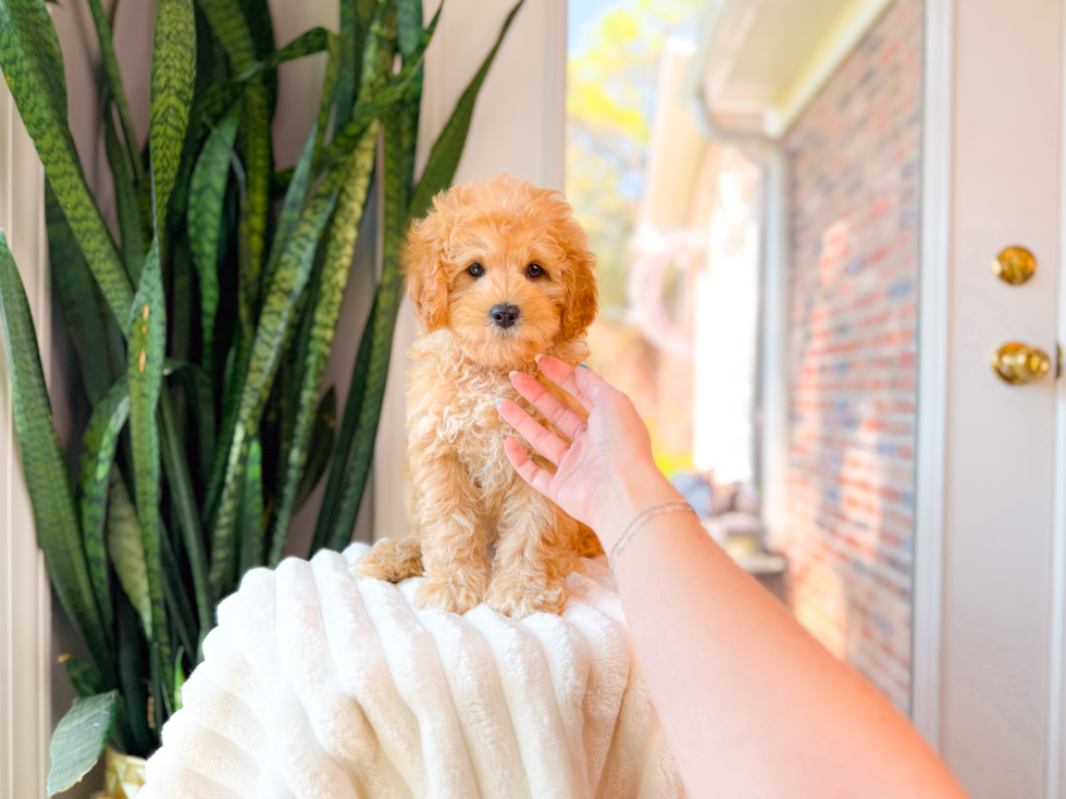 Cute Cavapoo Poodle Mix Pup