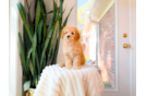 Cavapoo Pup Being Cute