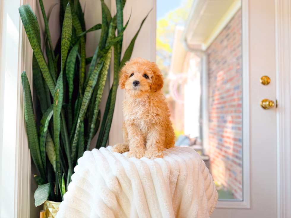 Cavapoo Pup Being Cute