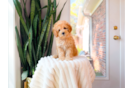 Cavapoo Pup Being Cute