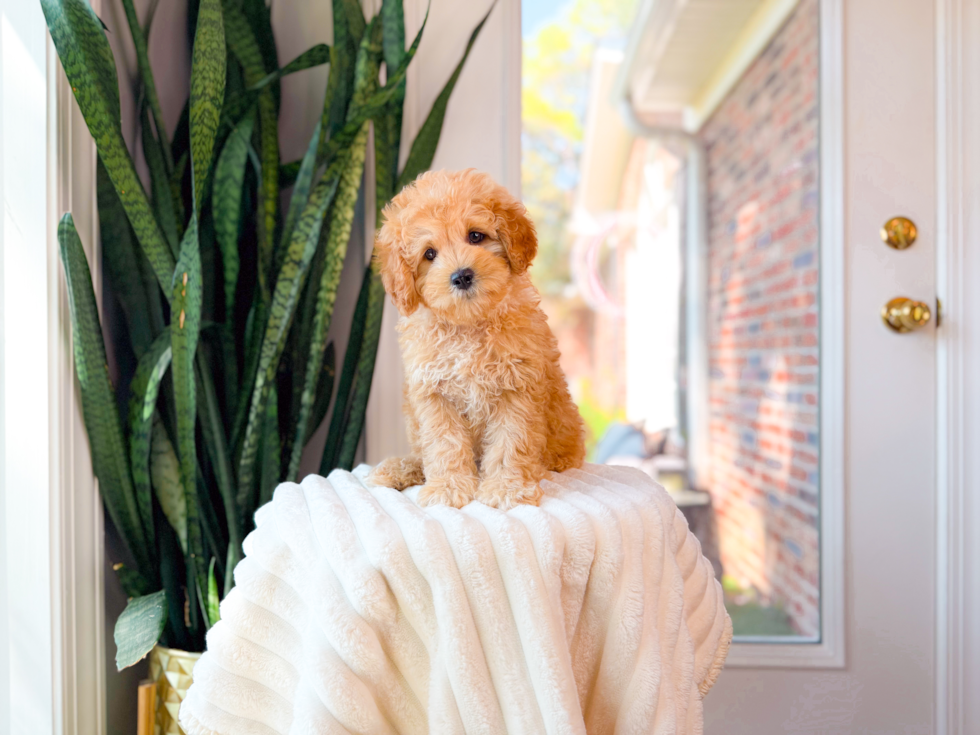 Cavapoo Pup Being Cute