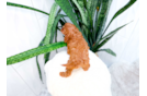 Cavapoo Puppy for Adoption