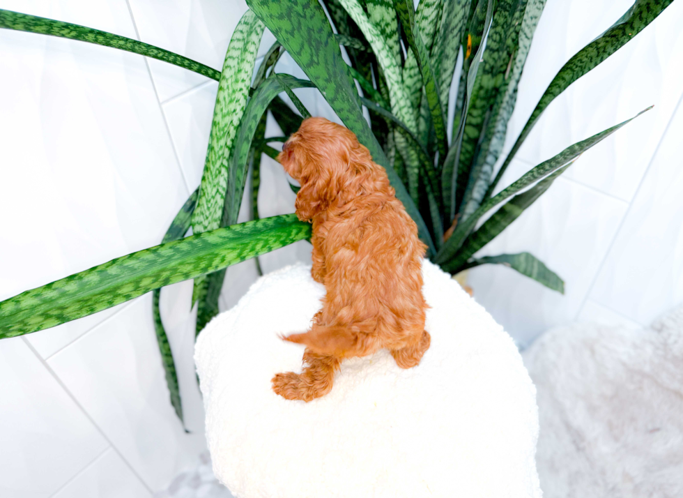 Cavapoo Puppy for Adoption