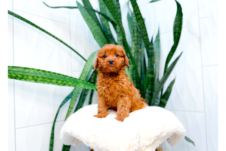 Cavapoo Puppy for Adoption